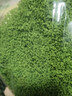 iosn仿真苔蘚草皮魚(yú)缸造景絲狀苔蘚青苔假草皮微景觀(guān)布置假山石頭盆景 50g深綠色絲狀苔蘚 環(huán)保材質(zhì)/耐久耐用/無(wú)異味污染 曬單實(shí)拍圖