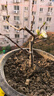 【老樁海棠】四季海棠花樹(shù)苗盆栽盆景耐寒室內外庭院四季開(kāi)花不斷 五年苗花期帶花苞 曬單實(shí)拍圖
