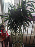 植男植女富貴竹觀(guān)音竹籠轉運客廳大型綠植盆栽室內辦公室開(kāi)業(yè)喬遷源頭直發(fā) 曬單實(shí)拍圖