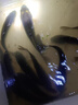 特大鯉魚(yú)苗黃河大鯉魚(yú)黃金鯉魚(yú)稻田鯉魚(yú)苗鮮活養殖可食用鯽魚(yú)魚(yú)苗 正宗鯉魚(yú)苗4-6厘米30條 曬單實(shí)拍圖