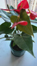紅掌盆栽鴻運當頭綠蘿花卉植物室內花水培白掌綠植發(fā)財樹(shù)凈化空氣 特級紅掌5-8朵花[原盆] 曬單實(shí)拍圖