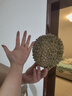 【保四房】樹(shù)熟冷凍貓山王榴蓮帶殼1粒1.6kg 曬單實(shí)拍圖