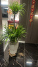 愛(ài)優(yōu)尚龍血樹(shù)綠植盆栽龍須樹(shù)室內辦公室客廳造型大型落地植物源頭直發(fā) 曬單實(shí)拍圖