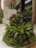 仿真苔蘚草皮盆景盆栽造景花盆鋪面草微景觀(guān)布置擺件草坪庭院裝飾 苔蘚草皮 深綠色50厘米×50厘米 曬單實(shí)拍圖