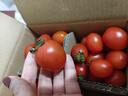 京喜加【全網(wǎng)熱銷(xiāo)】廣西正宗圣女果露天櫻桃小番茄即食水果小柿子新鮮 帶箱4斤 3.5斤 凈重 曬單實(shí)拍圖