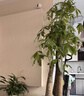 嘆為觀(guān)止發(fā)財樹(shù)客廳大盆栽開(kāi)業(yè)送禮喬遷室內綠植三桿步步高樹(shù)盆景大棵 粗桿步步高【1.6-1.8米】塑料福 含盆 曬單實(shí)拍圖