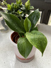 雙盟金鉆盆栽綠公主辦公室客廳花卉吸毒王吸甲醛好養易活綠植源頭直發(fā) 曬單實(shí)拍圖