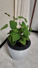 藿香苗盆栽可食用新鮮香葉植物 庭院陽(yáng)臺庭院可種植 五香葉魚(yú)香草 原盆( 一次性盆) 曬單實(shí)拍圖
