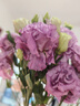 無(wú)刺玫瑰洋桔梗鮮切花插花捧花家庭水養云南昆明直發(fā)20-30個(gè)花苞 波浪淺紫 曬單實(shí)拍圖