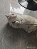 petgravity寵有引力UFO電動(dòng)貓玩具逗貓棒自嗨解悶神器自動(dòng)逗貓 電動(dòng)UFO【收藏加購送替換頭】 曬單實(shí)拍圖
