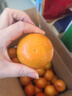 【超10000+回購】廣西沃柑正宗新鮮水果應季時(shí)令柑橘桔子 8斤中果（單果60mm+）凈重7斤 曬單實(shí)拍圖