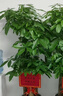綠韻花田【2小時(shí)達】步步高發(fā)財樹(shù)盆栽植物室內大型植物客廳開(kāi)業(yè)公司門(mén)口 單桿發(fā)財樹(shù)一對 曬單實(shí)拍圖