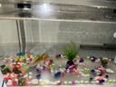 米家小米米家智能生態(tài)魚(yú)缸還原自然生態(tài)補倉一次三月無(wú)憂(yōu)出差旅行必備 曬單實(shí)拍圖