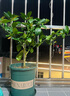 香水檸檬樹(shù)苗水果盆栽可食用驅蚊濃香好養陽(yáng)臺四季花卉室內綠植物 香水檸檬樹(shù)+加侖盆 （全國可種） 曬單實(shí)拍圖