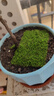高端草皮鮮活苔蘚微景觀(guān)植物盆景盆栽水陸缸假山造景材料短絨青苔 特級短絨蘚(13*8cm)5片 曬單實(shí)拍圖