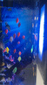 瘋狂水草曼龍魚(yú)活體淡水熱帶觀(guān)賞魚(yú)冷水耐活水族寵物小型魚(yú)苗魚(yú)缸 【5-7cm】雙曼龍+五彩麗+血麗麗 曬單實(shí)拍圖