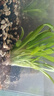 魚(yú)缸水草水培植物活體懶人造景養魚(yú)凈化水質(zhì)的水草小水蘭 小水蘭15根 送15根【共發(fā)30根】 曬單實(shí)拍圖