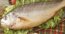 冰鮮 黃花魚(yú)200-300g/條 曬單實(shí)拍圖