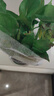 雙盟綠蘿盆栽除甲醛花卉綠植辦公室新房?jì)艋諝?120款10盆源頭直發(fā) 曬單實(shí)拍圖