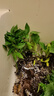 壽禾 蔬菜苗活苗帶土發(fā)貨大全菜苗種苗冬春各種秧苗山東壽光苗子陽(yáng)臺 長(cháng)絲瓜苗 5棵 曬單實(shí)拍圖