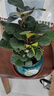 格調生活小盼菩提樹(shù)盆栽綠植物室內花盆景辦公室桌面觀(guān)葉四季客廳好養活樹(shù) 特大盼菩提（帶果發(fā)貨）綠迎客松陶瓷 帶盆栽好 曬單實(shí)拍圖