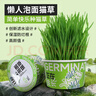 歡寵網(wǎng)貓草種子盆栽套裝懶人罐頭水培土培種植貓零食貓咪化毛球片貓薄荷 曬單實(shí)拍圖