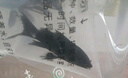 毛如意蝴蝶鯉魚(yú)球體短身大鰭長(cháng)尾冷水魚(yú)錦鯉紅色觀(guān)賞魚(yú)活體  中通 黑色貴妃8-10cm 1條 曬單實(shí)拍圖