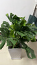 嘆為觀(guān)止大型植物發(fā)財樹(shù)各種大顆盆栽開(kāi)業(yè)喬遷客廳辦公室內好養大型花卉 龜背竹【1-1.2米】 含盆 曬單實(shí)拍圖