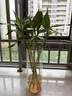 佳賀（JIAHE）富貴竹水培植物鴻運竹客廳招財竹子節節高鮮花綠植盆栽花卉室內花 【新店促銷(xiāo)】富貴竹60-70cm 8支裝 曬單實(shí)拍圖