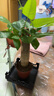 【帶盆高度約15-25cm】發(fā)財樹(shù)盆栽室內植物客廳辦公室吸甲醛好養 單桿發(fā)財樹(shù)+塑料四方舍得盆+小方底座 花盆直徑約8cm 曬單實(shí)拍圖