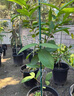 京歡蕓蓮霧苗黑金剛大葉紅臺灣品種當年嫁接南方果樹(shù)苗庭院地栽開(kāi)花結果 黑糖芭比蓮霧高50cm徑粗0.8 50cm(含)-60cm(不含) 曬單實(shí)拍圖
