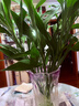 花翁富貴竹水培綠植物招財轉運室內水養花卉盆栽85-95cm10棵源頭直發(fā) 曬單實(shí)拍圖