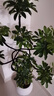 嘆為觀(guān)止大型植物發(fā)財樹(shù)各種大顆盆栽開(kāi)業(yè)喬遷客廳辦公室內好養大型花卉 造型鴨腳木【1.5-1.7米】 含盆 曬單實(shí)拍圖