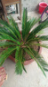 鐵樹(shù)盆栽小樹(shù)苗大盆景蘇鐵開(kāi)花門(mén)口客廳室內花卉綠植植物 精品鐵樹(shù)[總高]60-70cm【原盆】 曬單實(shí)拍圖