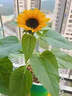 耘淘矮向日葵種孑觀(guān)賞迷你食用葵花籽四季播種室內外盆栽種植花種籽子 盆栽矮向日葵1包約50粒 原裝正版 曬單實(shí)拍圖