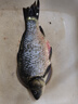 鮮活黃金鯽魚(yú)400-500g/條 曬單實(shí)拍圖