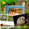 【新書(shū)速發(fā)】?jì)和埳霞o錄片：小植物 小自然 波點(diǎn)童趣 一整本的高清大圖 給孩子的視覺(jué)盛宴 少兒科普繪本百科全書(shū)課外讀物繪本漫畫(huà) 兒童紙上紀錄片 小自然 曬單實(shí)拍圖
