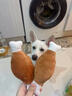 寵物狗狗毛絨發(fā)聲bb叫寵物貓咪玩具貓狗胡蘿卜寵物玩具用品 雙骨頭雞腿毛絨玩具 M 曬單實(shí)拍圖