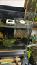 勛貍粑魚(yú)缸隔離盒亞克力孔雀魚(yú)繁殖盒烏龜魚(yú)苗斗魚(yú)熱帶魚(yú)幼魚(yú)小魚(yú)孵化盒 單格15*10*10(吸盤(pán)+掛鉤) 曬單實(shí)拍圖