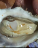 極速發(fā)貨正宗野生生蠔鮮活生蠔牡蠣帶殼海蠣子海鮮水產(chǎn)貝類(lèi)一整箱 8斤精品大生蠔（18-24只/箱） 曬單實(shí)拍圖