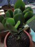 邇英閣大葉玉樹(shù)老樁盆栽多肉植物燕子掌室內防輻射四季好養綠植凈 玉樹(shù)6年苗一棵（精品力推） 原土（不含盆）15-25CM不等 曬單實(shí)拍圖
