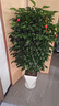 花翁大型綠植物客廳室內盆栽花卉叢生幸福樹(shù)1.3-1.5m[菱形盆]源頭直發(fā) 曬單實(shí)拍圖
