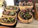 花盆綠植盆栽大口徑拼盤(pán)多肉陶瓷素燒透氣粗陶桌面綠植手繪小花盆 SK陽(yáng)光花朵組合5個(gè) 【看圖標注】 曬單實(shí)拍圖