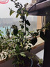 臨雅藍莓果樹(shù)苗【帶果】室內外地栽南北方種植1.5加侖花香源頭直發(fā) 曬單實(shí)拍圖