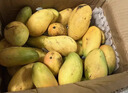 果亞多海南小臺農芒果10斤新鮮應當季水果現摘小臺芒甜心芒青芒澳芒泰芒 9斤中果【單果70-90g】 曬單實(shí)拍圖