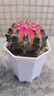 多肉植物自選套餐新手入門(mén)帶盆土栽好發(fā)貨陽(yáng)臺盆栽花卉易養殖包郵 牡丹錦【5-6厘米】帶八角盆栽好 曬單實(shí)拍圖