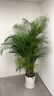 嘆為觀(guān)止 大型盆栽 單桿辮子發(fā)財樹(shù)天堂鳥(niǎo)綠蘿散尾葵辦公室內開(kāi)業(yè)喬遷禮品 散尾葵1.7—1.9米【聚寶盆】 含盆 曬單實(shí)拍圖