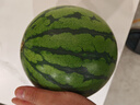 京鮮生 麒麟無(wú)籽西瓜 1粒裝 凈重5-7斤 生鮮水果 曬單實(shí)拍圖