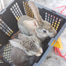 散養新西蘭白兔肉兔苗比利時(shí)肉兔小兔苗種兔苗種公兔種母兔可繁殖公母可選可食用健康包活包郵 比利時(shí)灰兔苗 公母一對（2只） 曬單實(shí)拍圖