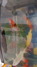 錦鯉魚(yú)活體觀(guān)賞魚(yú)活魚(yú)小型易養冷水淡水魚(yú)小魚(yú)苗錦鯉金魚(yú)好看錦鯉 13-15cm 六彩錦鯉套餐6條 曬單實(shí)拍圖
